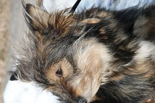 Bacia, piękna, łagodna, długowłosa suczka ADOPCJA