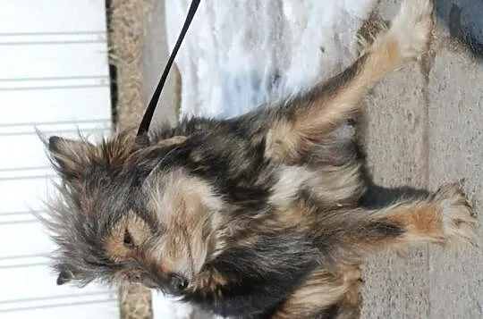 Bacia, piękna, łagodna, długowłosa suczka ADOPCJA