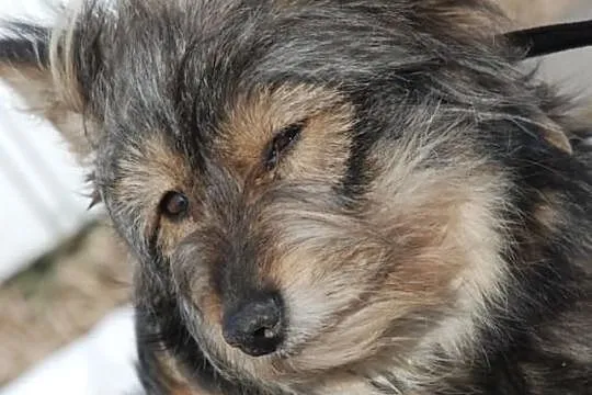Bacia, piękna, łagodna, długowłosa suczka ADOPCJA