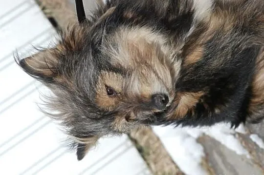 Bacia, piękna, łagodna, długowłosa suczka ADOPCJA