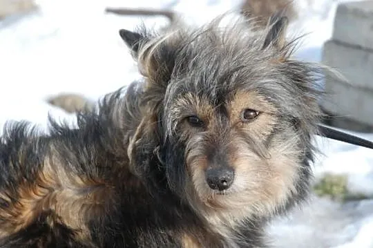 Bacia, piękna, łagodna, długowłosa suczka ADOPCJA