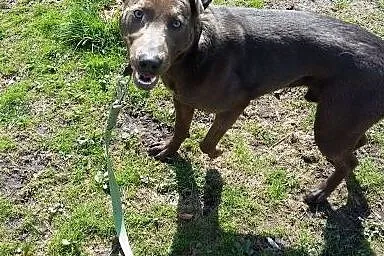 Nero-psiak pełen wigoru czeka na dom!,  dolnośląsk