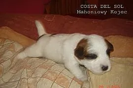 Jack Russell Terrier - szczenięta rodowodowe FCI, , Bielsko-Biała