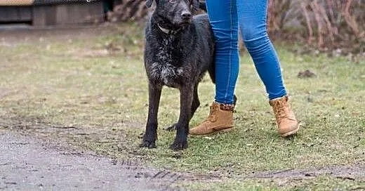 Cudowny SZNAUCER OLBRZYM Buczo, zrównoważony, wspa