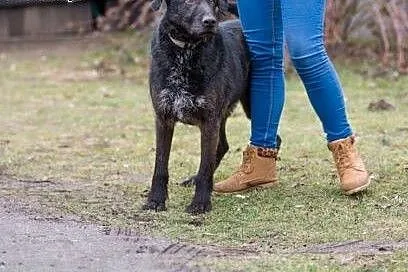 Cudowny SZNAUCER OLBRZYM Buczo, zrównoważony, wspaniały pies, Kundelki cała Polska