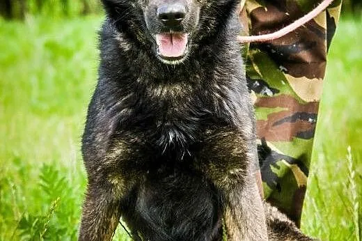 OTOZ Animals - Wombat - wesoły psiak o uroczej uro
