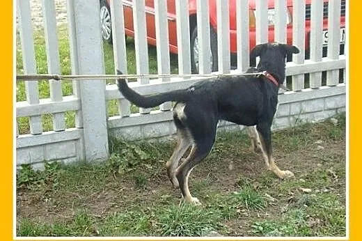 11 mies.łagodny,wesoły,przyjazny,przyjazny,średni 
