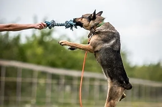 Kimba sportowiec walczący o Twoją miłość,  mazowie