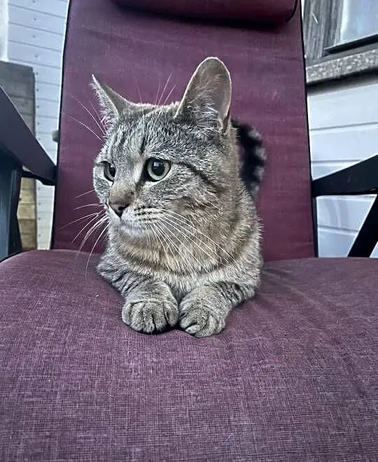 Kociaki Maine coon i brytyjski, Warmińsko-mazurskie, Tatary