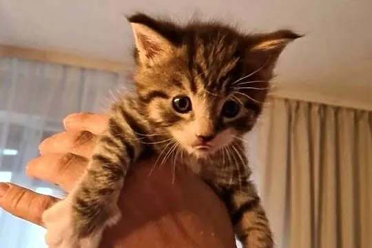 Kociaki Maine coon i brytyjski, Warmińsko-mazurskie, Tatary