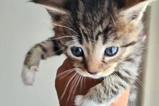 Kociaki Maine coon i brytyjski, Warmińsko-mazurskie, Tatary