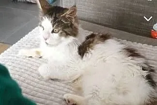 Kociaki Maine coon i brytyjski, Warmińsko-mazurskie, Tatary