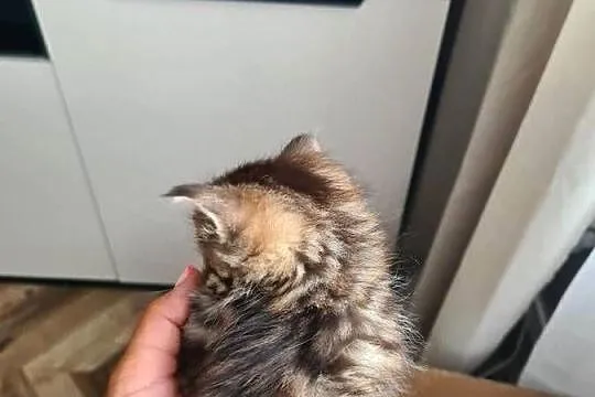 Kociaki Maine coon i brytyjski, Warmińsko-mazurskie, Tatary