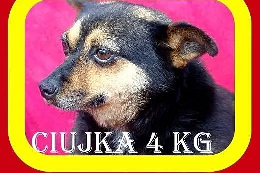 Towarzyska,przytulaśna,spokojna,kochająca człowieka,suczka CIUJKA,  dolnośląskie Wrocław