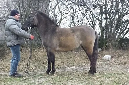 Świetna kucka dla kazdego jeżdzica-siodło,zaprzęg