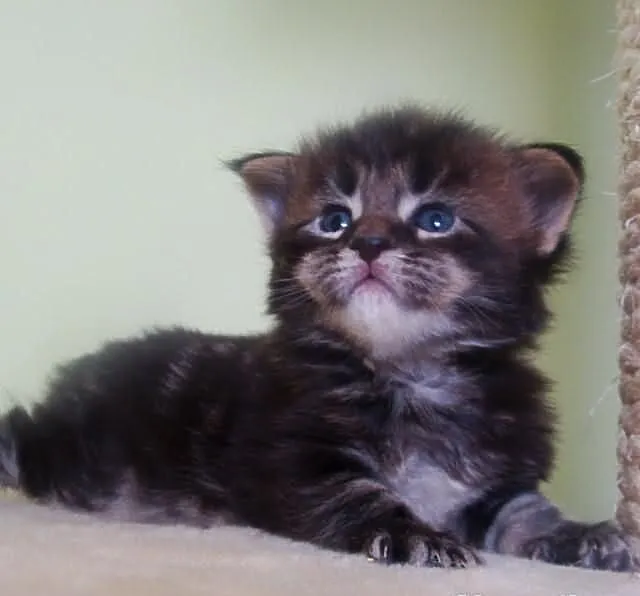 Kocurek Maine - Coon