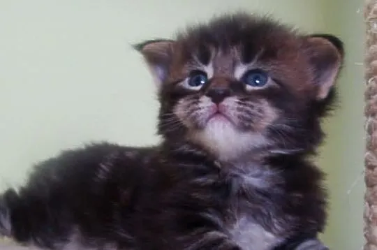 Kocurek Maine - Coon