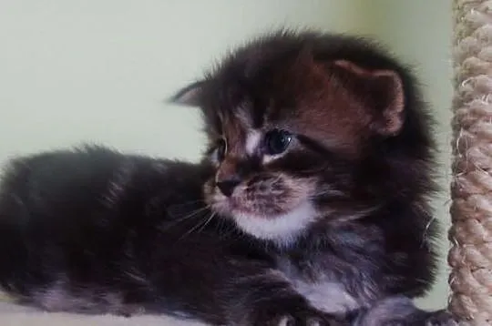 Kocurek Maine - Coon