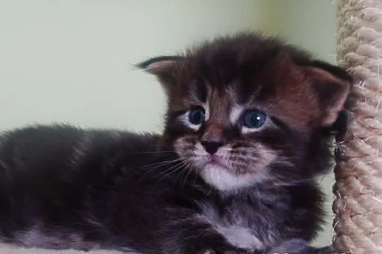Kocurek Maine - Coon
