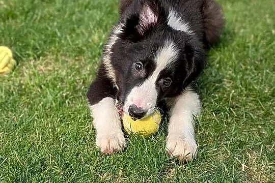 Piesek Border Collie.Rodzice przebadani genetycznie