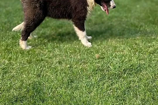 Piesek Border Collie.Rodzice przebadani genetycznie, Świętokrzyskie, Szczaworyż