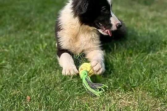 Piesek Border Collie.Rodzice przebadani genetycznie, Świętokrzyskie, Szczaworyż