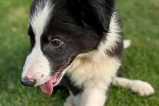 Piesek Border Collie.Rodzice przebadani genetycznie, Świętokrzyskie, Szczaworyż
