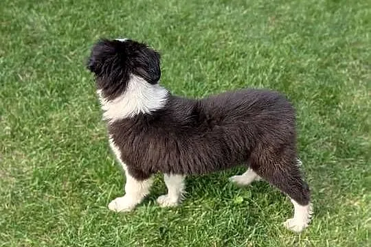Piesek Border Collie.Rodzice przebadani genetycznie, Świętokrzyskie, Szczaworyż