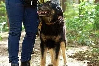 Brandy jest grzecznym i posłusznym psiakiem, wpatr