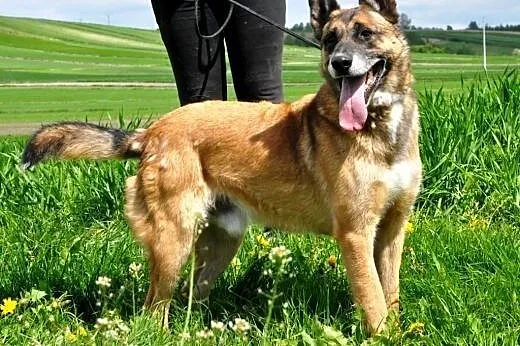 Kostuś bardzo kochany, wpatrzony w człowieka mix o
