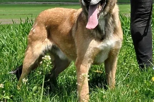 Kostuś bardzo kochany, wpatrzony w człowieka mix o