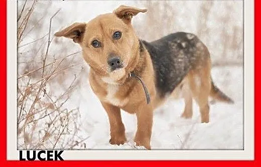 LUCEK,10kg,łagodny,spokojny piesek.ADOPCJA, małop