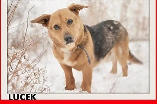 LUCEK,10kg,łagodny,spokojny piesek.ADOPCJA, małopolskie Kraków