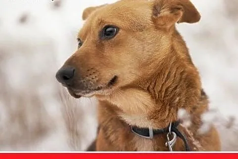 LUCEK,10kg,łagodny,spokojny piesek.ADOPCJA,  małop