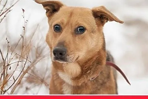 LUCEK,10kg,łagodny,spokojny piesek.ADOPCJA,  małop