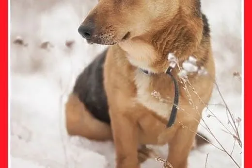 LUCEK,10kg,łagodny,spokojny piesek.ADOPCJA,  małop