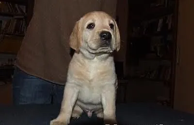 Labrador, Labradory Fantastyczna Linia Genetyczna