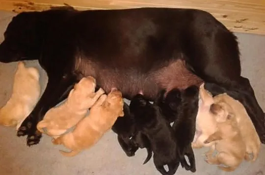 Labrador, Labradory Fantastyczna Linia Genetyczna 