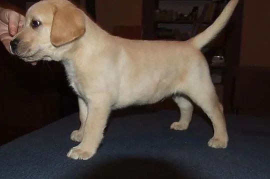 Labrador, Labradory Fantastyczna Linia Genetyczna 