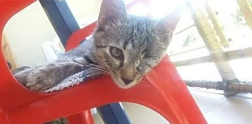Czteromiesięczny Simba, małopolskie Tarnów