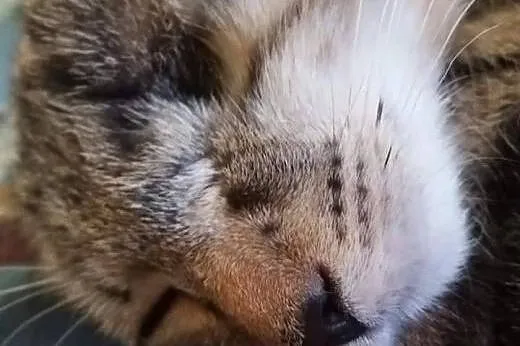 Czteromiesięczny Simba,  małopolskie Tarnów