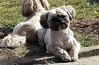 Pies shih tzu