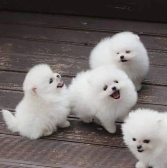 Dwa wspaniałe szczeniaki rasy pomeranian z pucharem T... napisz do mnie na WhatsApp: +44 7453 907158, Zachodniopomorskie, Police