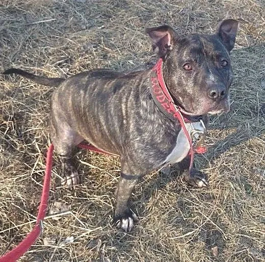 Gacek, Wspaniały Amstaff szuka domu, mazowieckie