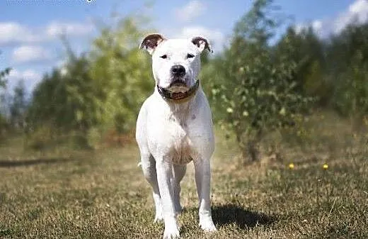Domowy, łagodny amstaff Nero czeka na dom, Amstaf