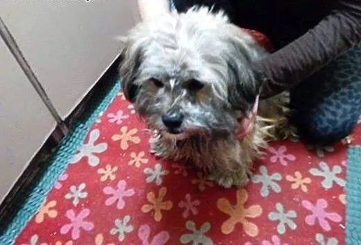 Shitu piesek w typie rasy , Shih tzu cała Polska