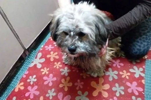 Shitu piesek w typie rasy ,  Shih tzu cała Polska