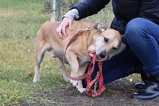 Starszy uroczy psiak Migotek, , Głogów