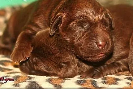 Labrador Retriever czekoladowe i czarne  szczenięt