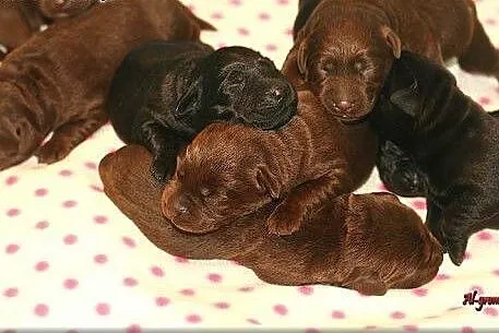 Labrador Retriever czekoladowe i czarne  szczenięt